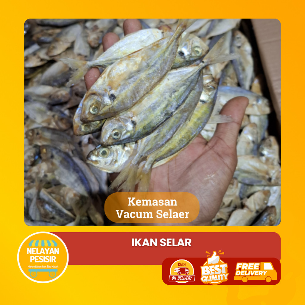 

Selar Kuning Segar Ikan Laut Segar Daging Padat Gurih