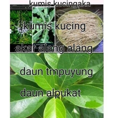 

paket 4 akar alang alang' daun tmpuyung' apukat' kumis kucing ready