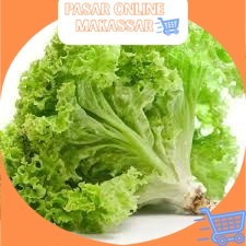 

Selada Keriting / Daun Selada / Daun Lalapan / Lettuce