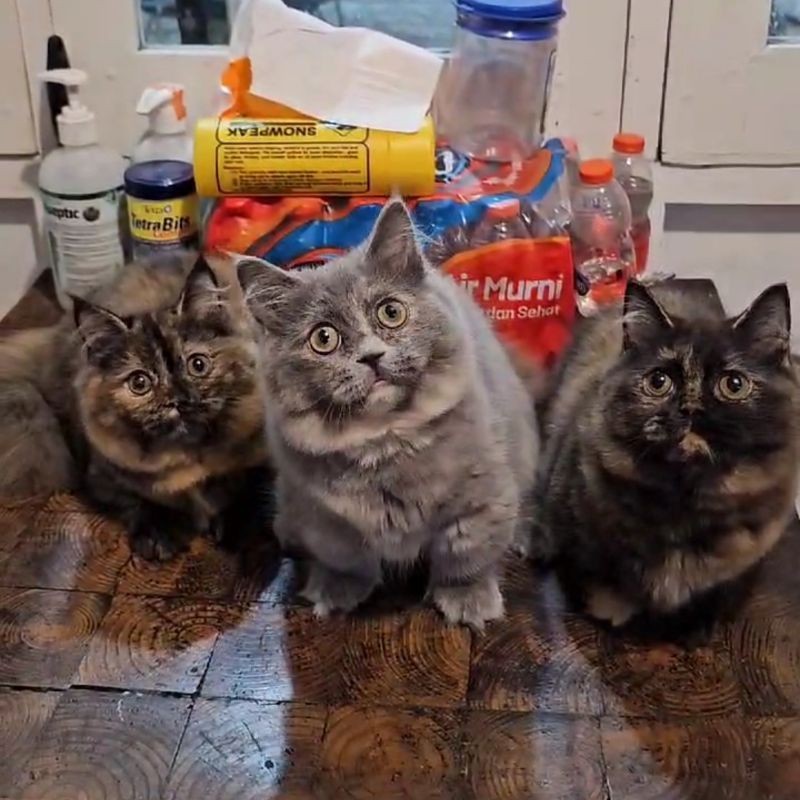 munchkin british short hair betina kitten