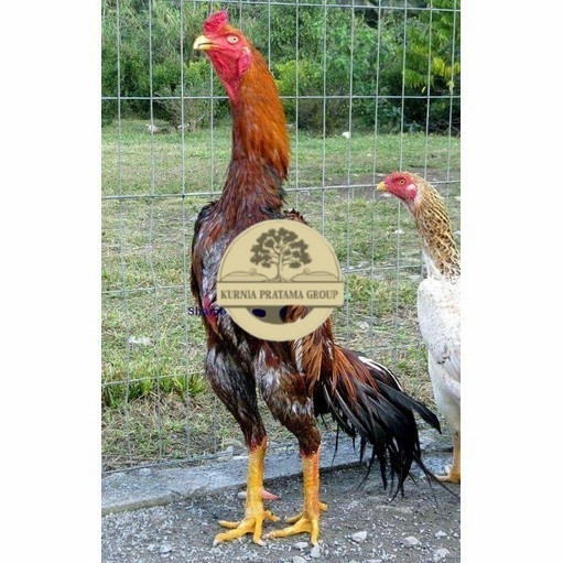 

Telur ayam shamo jepang bangkok aduan fertil siap ditetaskan - ayam-shamo KURNIA PRATAMA GROUP
