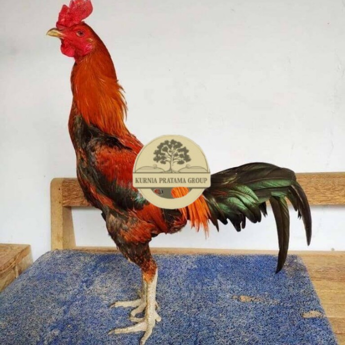 

Telur ayam bangkok pama mangon petarung fertil asli KURNIA PRATAMA GROUP