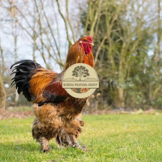 

Telur ayam brahma jumbo / telur ayam hias / telur fertil siap tetas KURNIA PRATAMA GROUP