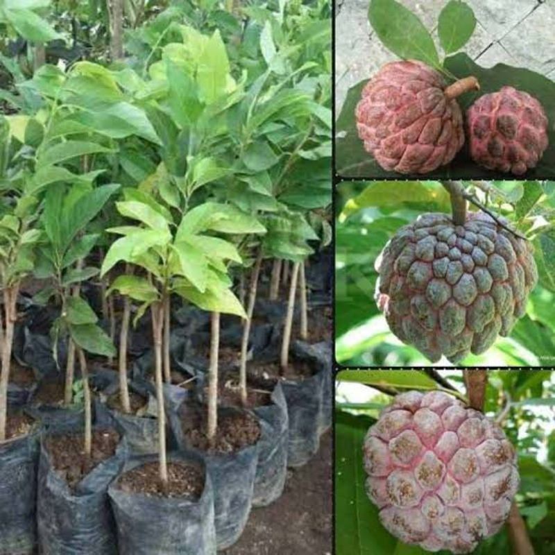 BIBIT SRIKAYA MERAH