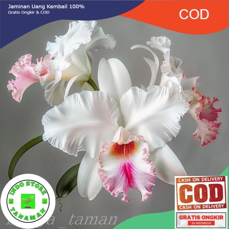ANGGREK DENDROBIUM JUMBO (NOBILE-WHITE)