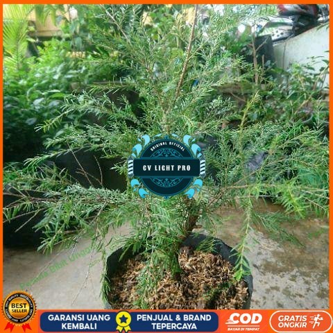 Bibit Tanaman Cucur Atap Langka/ Tanaman Obat Ujung Atap Bibit Tanaman Super Unggul CV LIGHT PRO