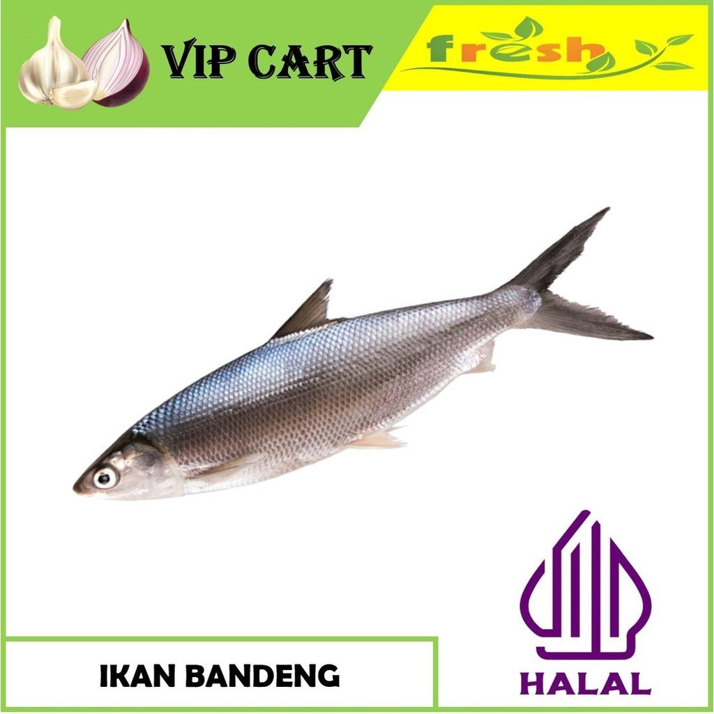 

IKAN BANDENG FRESH - IKAN SEGAR