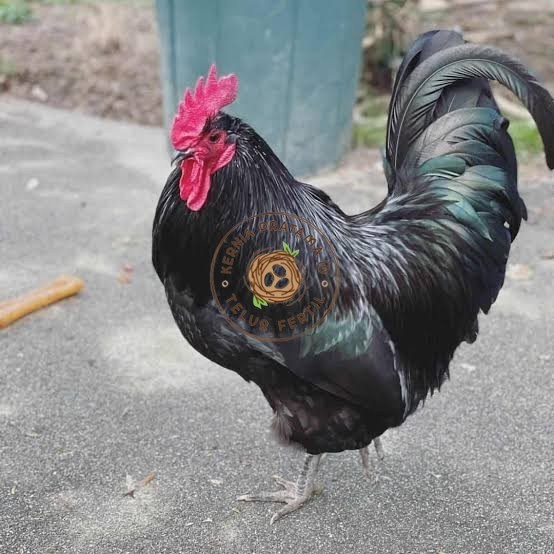 

Telur ayam black australorp fertil siap ditetaskan KURNIA PRATAMA ID