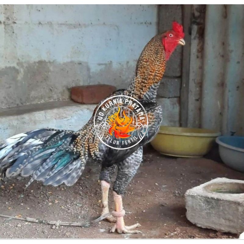 

TELUR AYAM HIAS PEDAGING URABA 2 UNTUK DI TETASKAN UD KURNIA PRATAMA