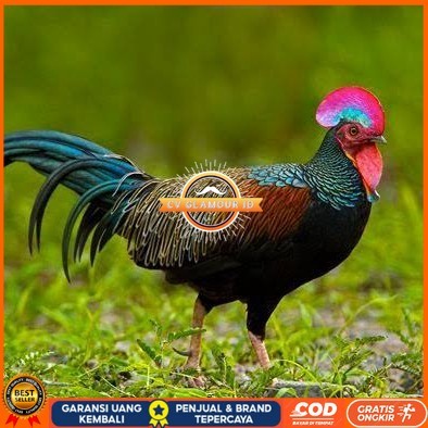 

Telur ayam hutan x jawa bekisar fertil asli siap ditetaskan - ayam hutan CV GLAMOUR ID