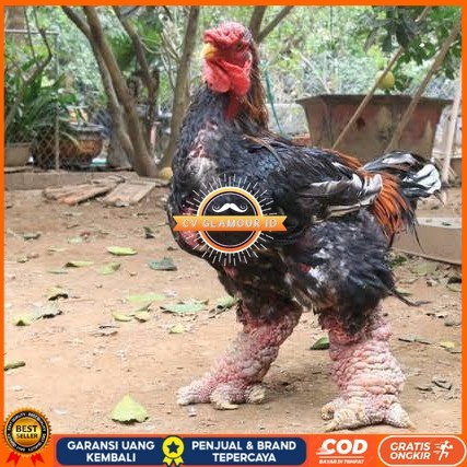 

Telur ayam dong tao / telur ayam hias / telur fertil siap kirim CV GLAMOUR ID