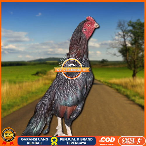 

telur ayam assel Parrot ori bisa untuk di tetaskan CV GLAMOUR ID