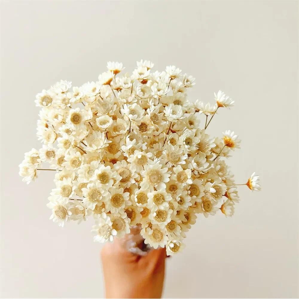 

200pcs Natural Dried Flowers Brazilian Small Star Daisy Decorative Mini Chamomile Bouquet Wedding Floral Arrangements Home Decor