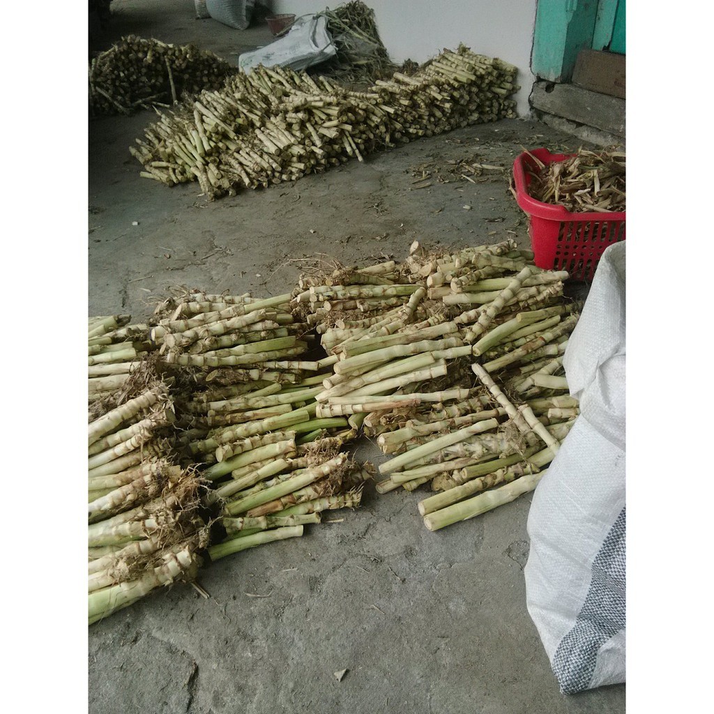 Benih Bibit Rumput Odot | Bibit Rumput pakcong/taiwan Pakan Ternak Sapi Kambing