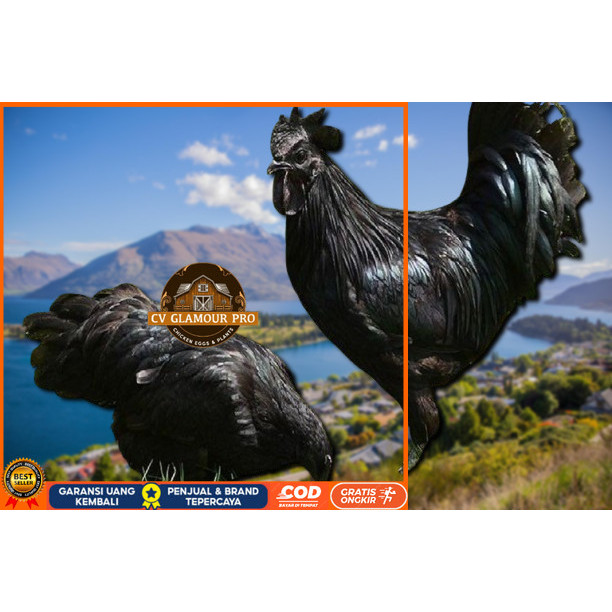 

telur ayam cemani lidah hitam (asli) bisa untuk di tetaskan vertil CV GLAMOUR PRO