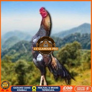 

telur tetas ayam shamo petarung jumbo valid super garansi CV GLAMOUR PRO