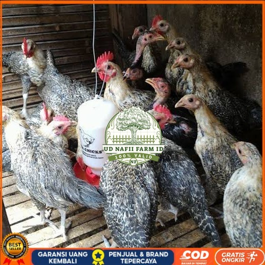 

Telur ayam arab fertil siap ditetaskan - AYAM ARAB UD NAFII FARM ID