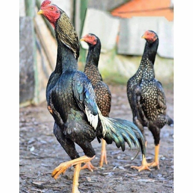 

Telur ayam shamo jepang bangkok aduan fertil asli siap ditetaskan - ayam-shamo UD NAFII FARM ID