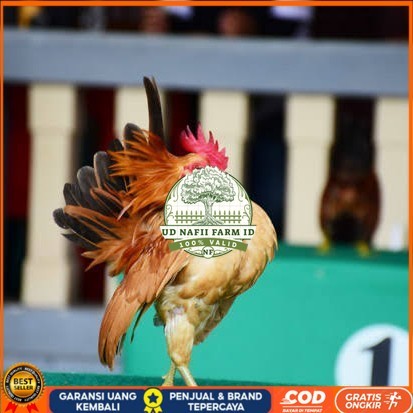 

Telur ayam serama kate lokal telur ayam hias telur fertil siap tetas UD NAFII FARM ID