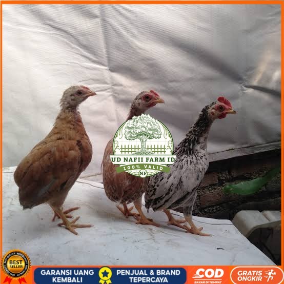 

Telur ayam tukung / telur ayam hias / telur fertil asli UD NAFII FARM ID