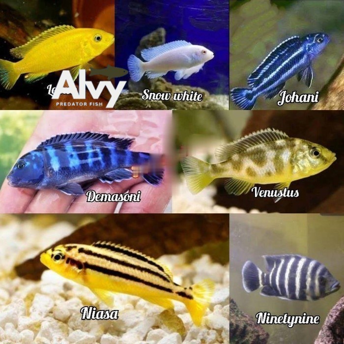 1kan hias Cichlid koleksi aquarium - Lem0n niasa snowhite demasoni ebjd terapi