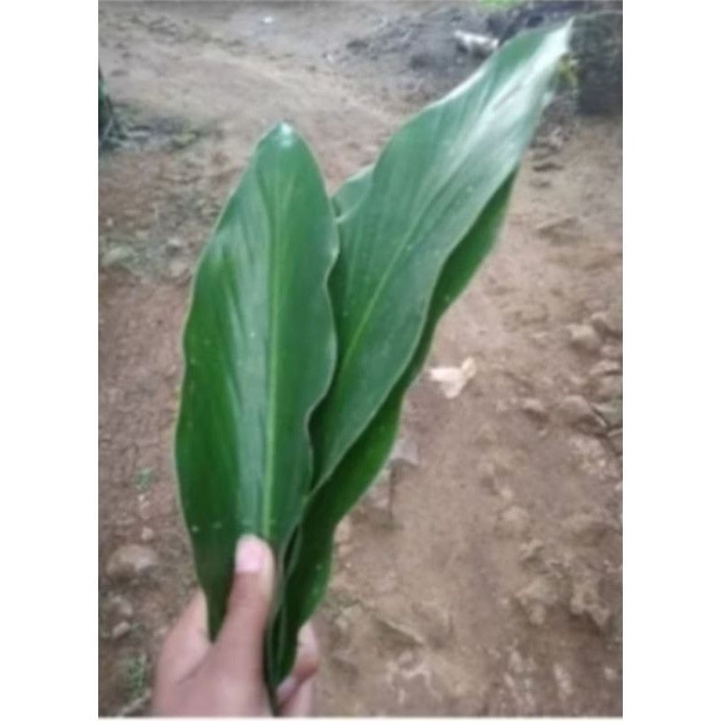 

new.. daun kapulaga segar 500 gram murah