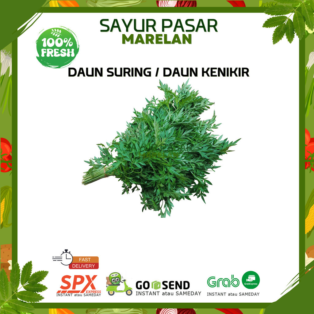 

DAUN SURING / DAUN KENIKIR 1 IKAT