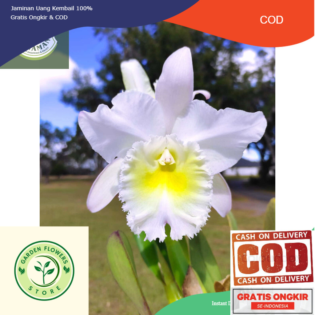 tanaman hias anggrek dendrobium Carmen // anggrek dendrobium // bibit anggrek dendrobium