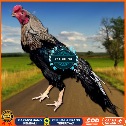 

telur ayam hias assel parrot untuk di tetaskan CV LIGHT PRO