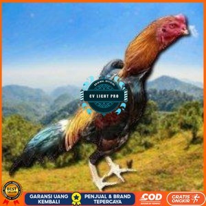 

telur ayam shamo eropa ori bisa untuk di tetaskan super garansi CV LIGHT PRO