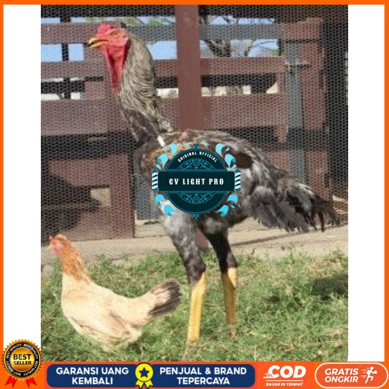 

TELUR AYAM AHMAD GIGANTE UNTUK DI TETASKAN CV LIGHT PRO