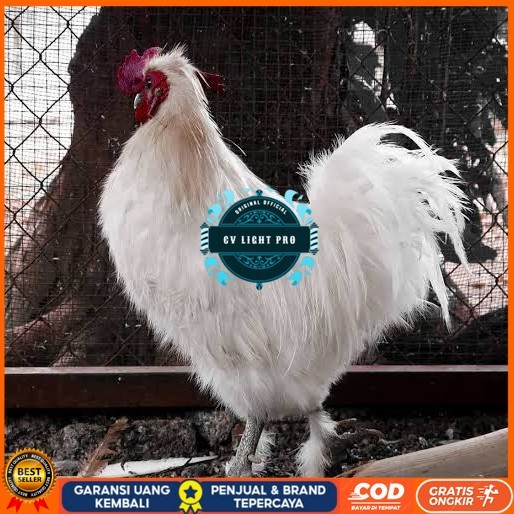 

Telur ayam kapas / telur ayam hias / telur fertil siap kirim CV LIGHT PRO
