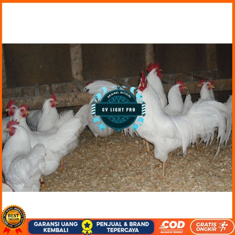 

TELUR AYAM PETELUR WHITE LEGHORN PURE LINE UNTUK DI TETASKAN CV LIGHT PRO