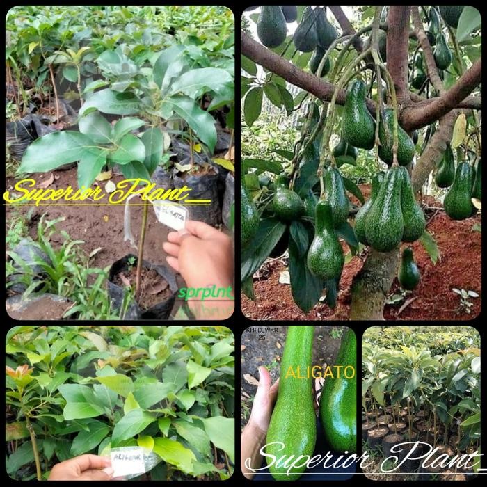 BIBIT ALPUKAT ALIGATOR OKULASI ALPUKAT ALIGATOR JUMBO