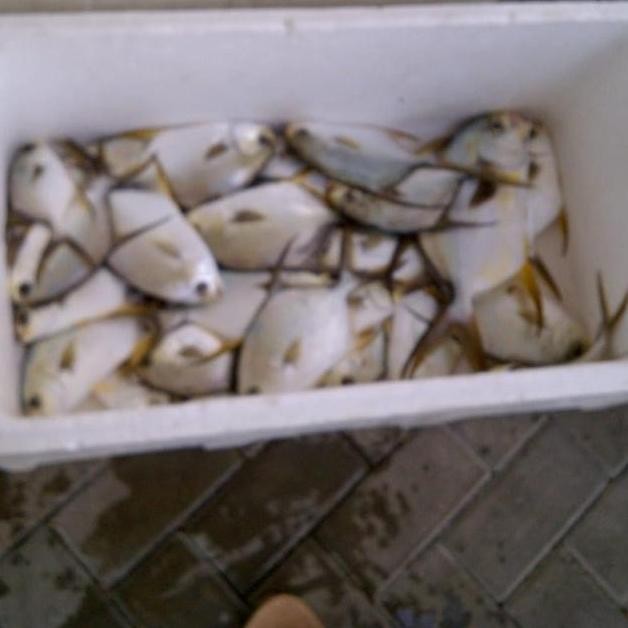 

Ikan Bawal Jepang 500gr