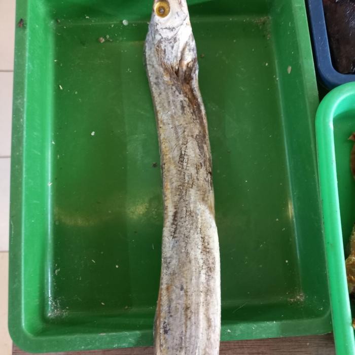 

Ikan Asin Layur 100gr