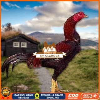 

Telur Ayam Pakhoy Tangguh Vertil Siap Di Tetaskan Jaminan Super Oiginal Bergaransi CV GLAMOUR