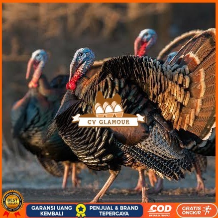 

Telur ayam kalkun jumbo / telur ayam hias / telur fertil siap cod CV GLAMOUR