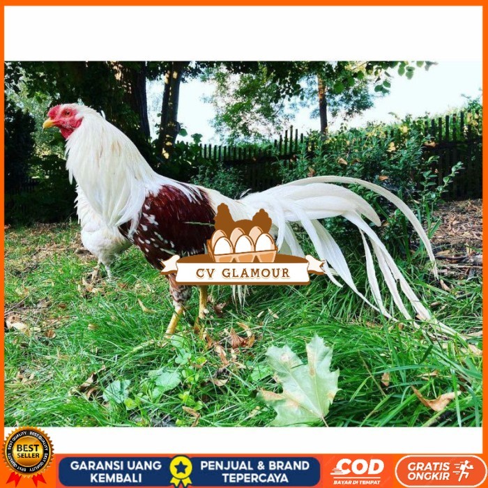

Telur ayam hias yokohama fertil siap ditetaskan Langsung CV GLAMOUR