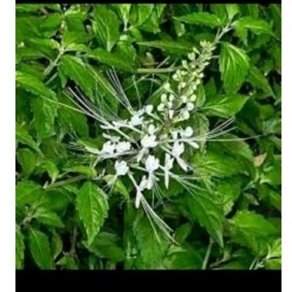 

Daun kumiskucing sgar 500 gr ready