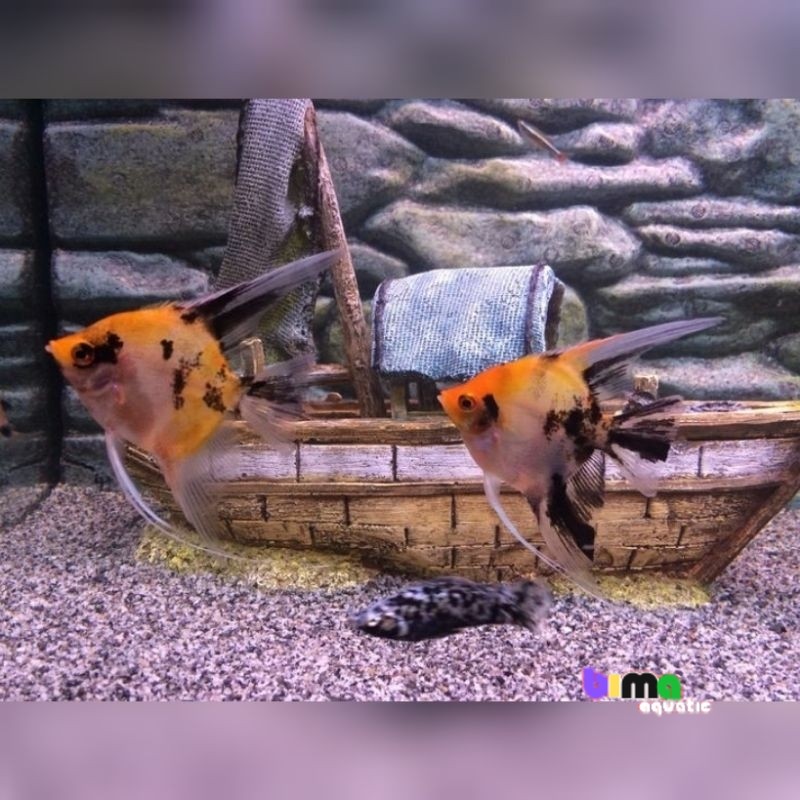 Hiyasan Ikan Hias Anakan Manfish Red Devil PAKET SEPASANG Manfish Red Devil Angel Fish Ikan Layang-L