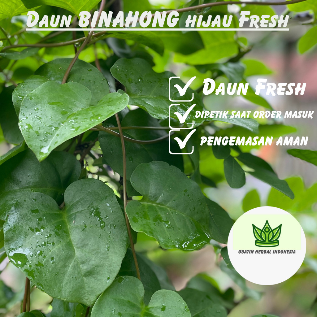 

Korehcok PROMO 100 Lembar Daun Binahong Hijau Segar Organik HerbalDaun Binahong Hijau Fresh