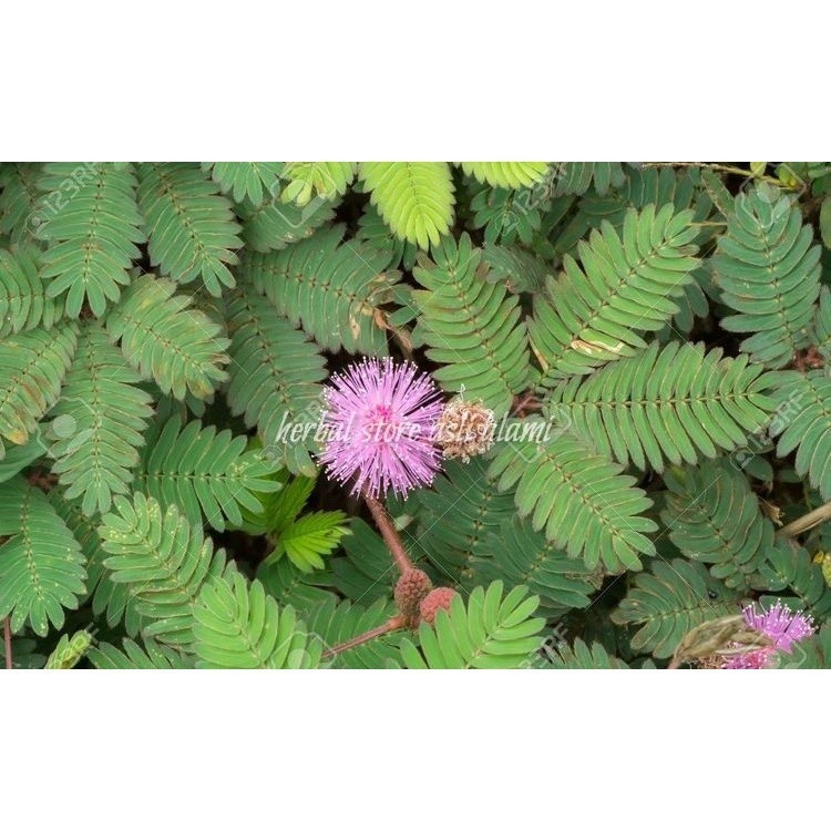 

Korehcok Herbal Akar Batang Dan Daun Putri Malu Segar 100 Gr