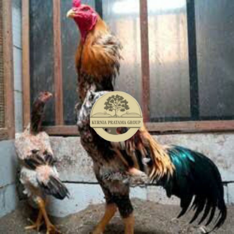 

TELUR TETAS AYAM SHAMO EROPA UNTUK DI TETASKAN KURNIA PRATAMA GROUP