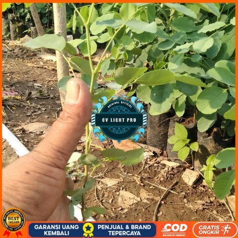 Bibit Tanaman Pohon Sonokeling, Kayu Sonokeling Bibit Tanaman Super Unggul CV LIGHT PRO