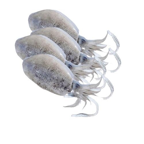 

SOTONG BALAKUTAK UKURAN SEDANG - IKAN SEGAR