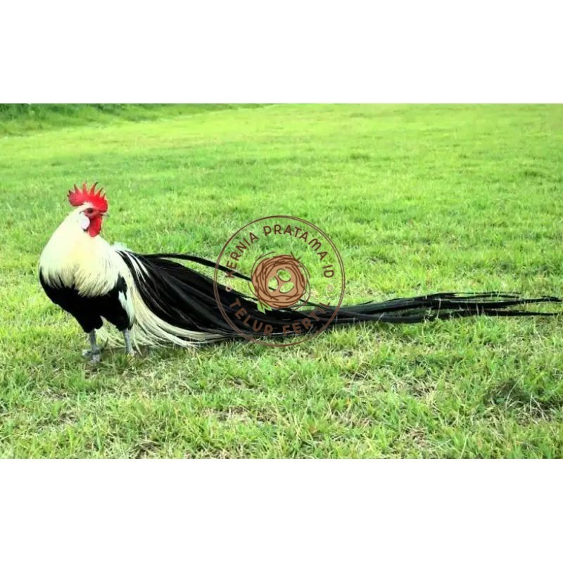 

TELUR AYAM HIAS ONAGADORI ATAU AYAM EKOR PANJANG UNTUK DI TETASKAN KURNIA PRATAMA ID