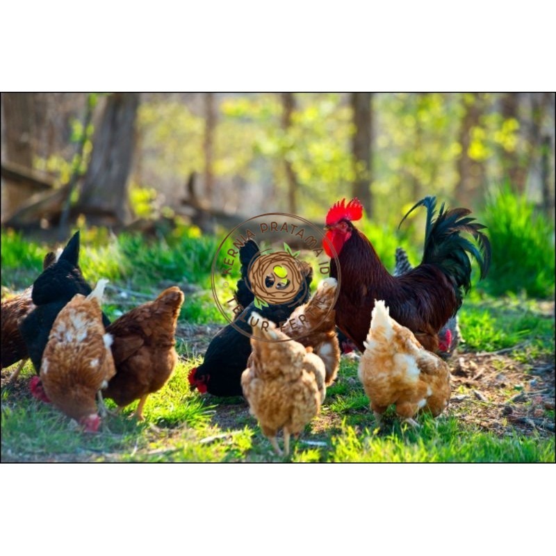 

TELUR AYAM KUB RAS PETELUR UNTUK DI TETASKAN KURNIA PRATAMA ID