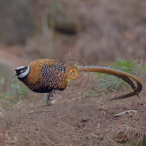 

Telur ayam hias ringneck reeves pheasant fertil asli KURNIA PRATAMA ID