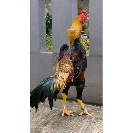 

Telur ayam bangkok shamo taiwan / ayam petarung aduan siap ditetaskan KURNIA PRATAMA ID